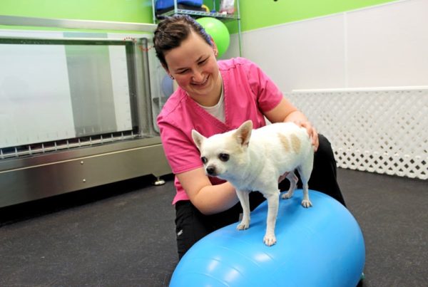 Team member Anna assisting a tiny white dog to stand on an exercise ball used for physical therapy