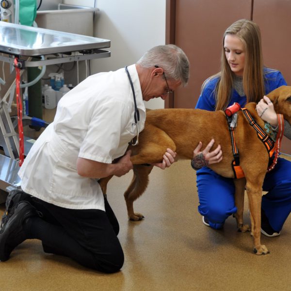 Doctor & vet tech performing an exam on a a large tan dog