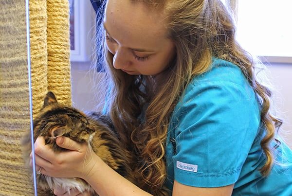 A team member picking up a cat in the cat boarding section
