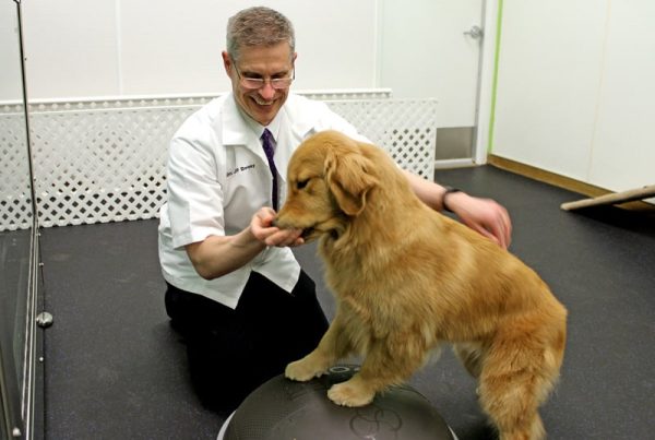 Dr. Denny assisting a golden retriever to stand on a physical therapy ball