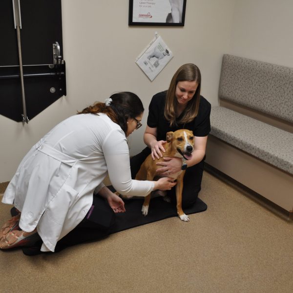 Doctor & vet tech performing an exam on a tan dog