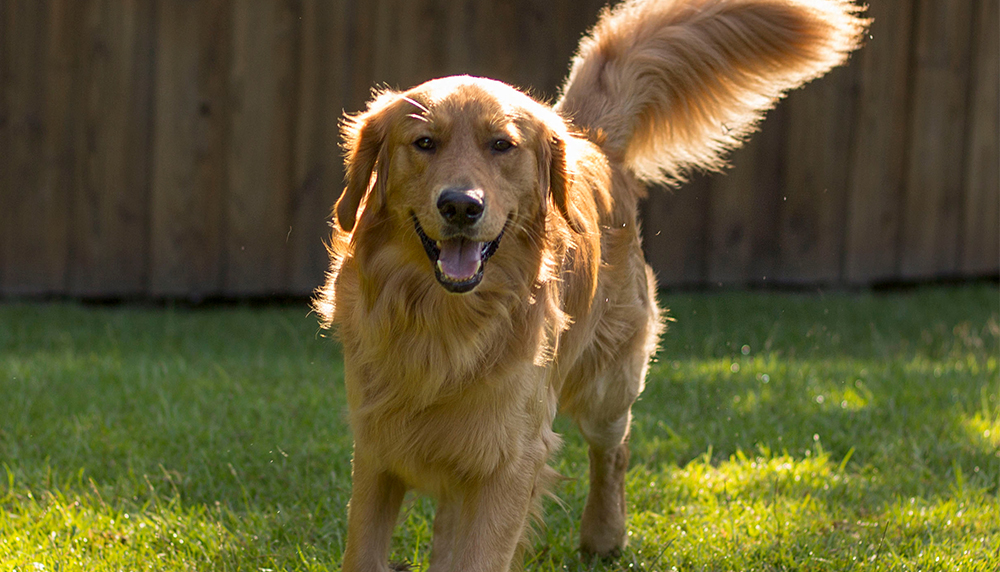 Happy golden retriever playing in a backyard near Ark Animal Hospital in Liberty and Kansas City, MO