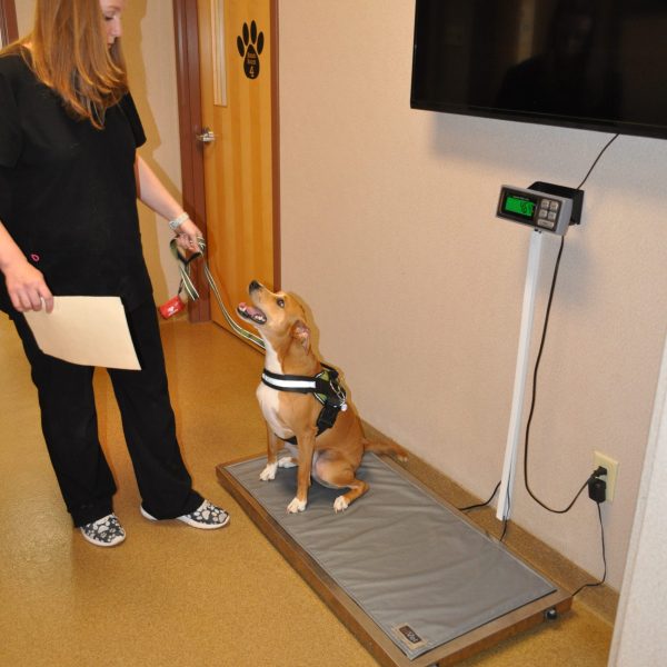 Vet Tech weighing a tan dog