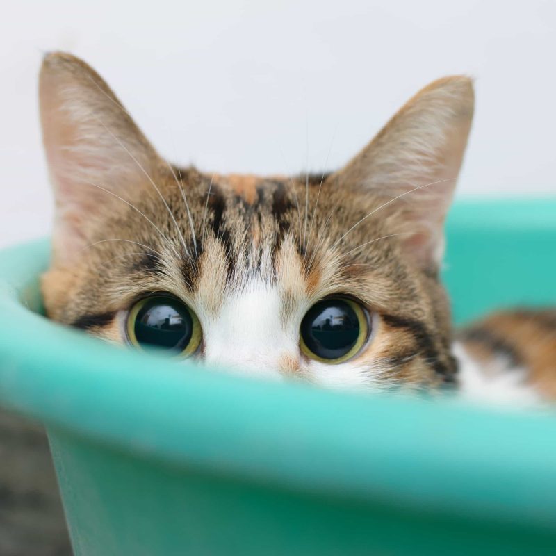 A brown, white and orange cat with green eyes laying in a blue plastic bucket